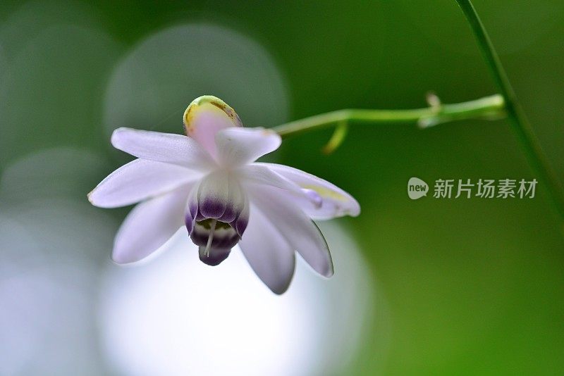 Anemonopsis macrophylla花